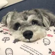 ロコモコの画像