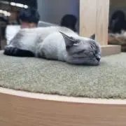 ちえの画像