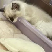 チューポ23の画像