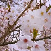 みぃ