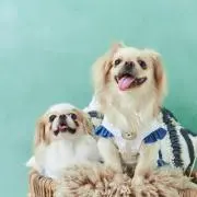 tomo