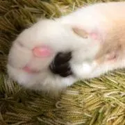 スコティッシュの画像