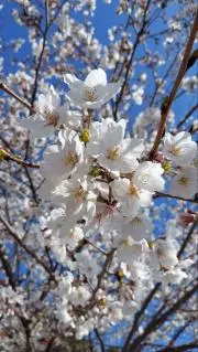⭐⭐今週末終了⭐土日限定オークション⭐⭐の画像