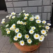 うちこの画像