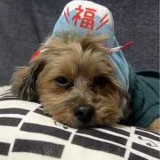 とらの画像