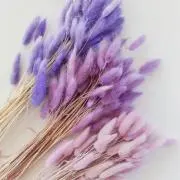 andaの画像