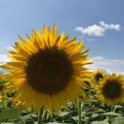 VINO