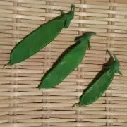 ベランダーの画像