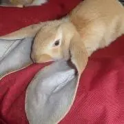 コルティカル
