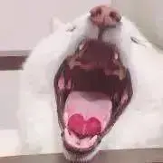 りりすけ✳︎即購入OKの画像