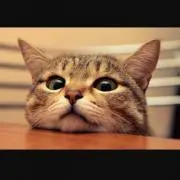 みるねこの画像