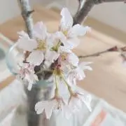 ひろこの画像