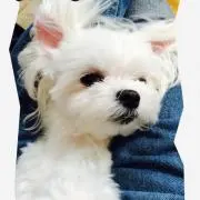 ぽっきーの画像