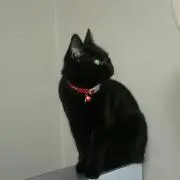 モコモコ