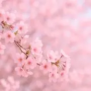 【即購入OK！】pomeの画像