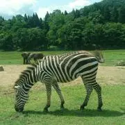 ぽっぽの画像