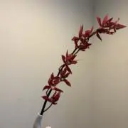 Yoの画像