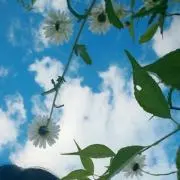 かかおの画像