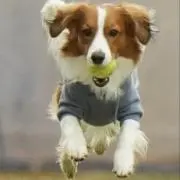 Kojiの画像