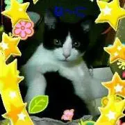 にゃにゃにゃにゃニャー