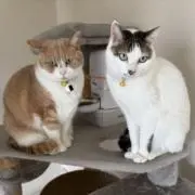 みんみの画像