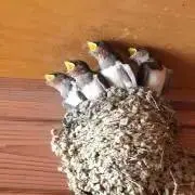 つばめの画像