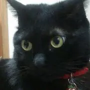 チャムパパの画像