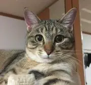 こむぎ