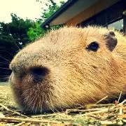 とと屋の画像