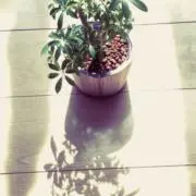 maru*の画像