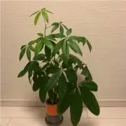 ノアの画像