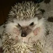 tatuki