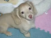 myocean516