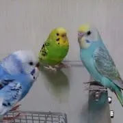 蘭丸