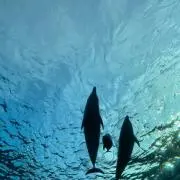 えりゆづ