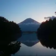 フジの画像