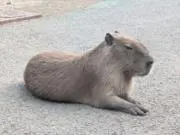 さとるん