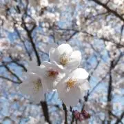 さくらの画像