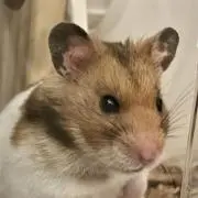 Saitoの画像