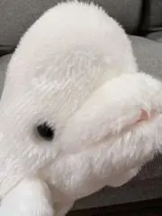 ベルーガの画像