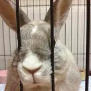 あずき