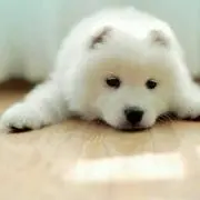 SaSa