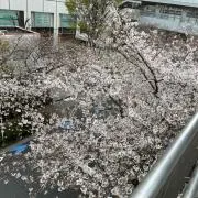 masaの画像