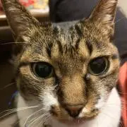 きょんこ