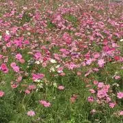 たーちゃんの画像