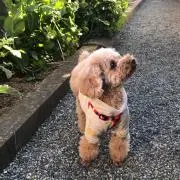 てん✿の画像