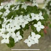 ルージュラの画像