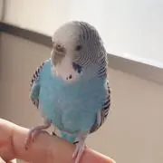 ミント