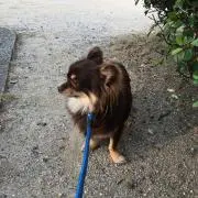 りりー