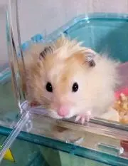 さおの画像